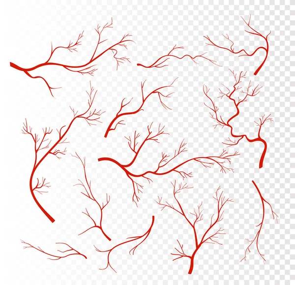 Conjunto de ilustración vectorial de venas, capilares o vasos rojos humanos, arterias sanguíneas aisladas sobre fondo transparente . — Archivo Imágenes Vectoriales