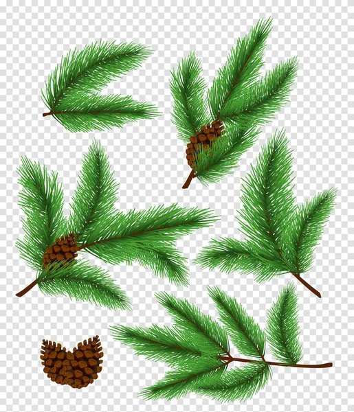 Vector illustration set of bright green color pine and spruce, fir branches on transparent background. — Stock Vector