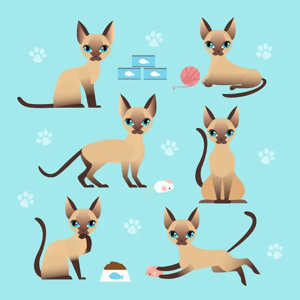 Vektor illustration uppsättning av söt katt i olika poser. Äta, sova, sittande och leka kattunge i platt tecknad stil. — Stock vektor