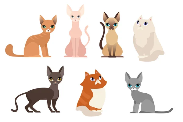 Conjunto de ilustrações vetoriais de diferentes raças de gatos, coleção de animais de estimação bonito, gatos diferentes no fundo branco em estilo plano de desenhos animados . —  Vetores de Stock