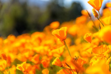 Süper Bloom California Haşhaş