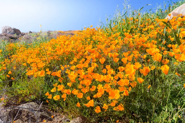 California amapolas en Super Bloom — Foto de Stock