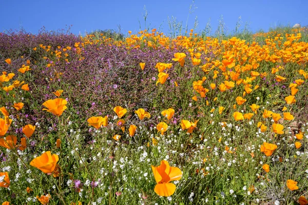 Californië klaprozen in Super Bloom — Stockfoto