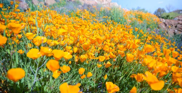 California Pipacsok a Super Bloom Stock Kép