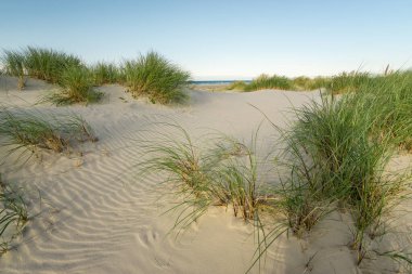 Kumsalda kum tepeleri ve gün batımının yumuşak günbatımında marram otları. Skagen Nordstrand, Danimarka. Skagerrak, Kattegat.