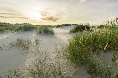 Kumsalda kum tepecikleri ve gün doğumunun yumuşak günbatımında arka ışığı olan marram otları. Skagen Nordstrand, Danimarka. Skagerrak, Kattegat.