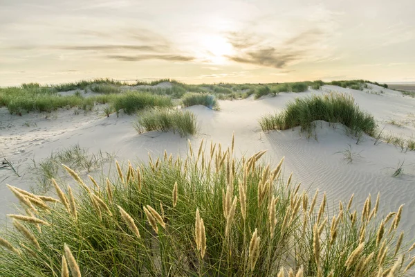 Παραλία με αμμόλοφους και marram γρασίδι με μαλακό ηλιοβασίλεμα ανατολή πίσω φως. Skagen Nordstrand, Δανία. Σκάγκερακ, Κάτεγκατ.. — Φωτογραφία Αρχείου