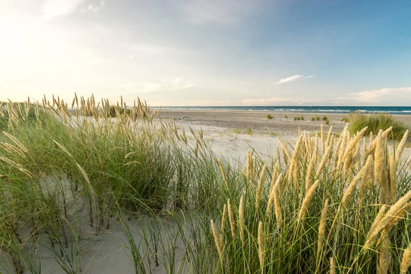 Beach with sand dunes and marram grass in soft sunrise sunset light. Skagen Nordstrand, Denmark. Skagerrak, Kattegat.