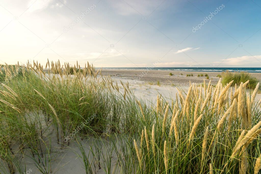 Beach with sand dunes and marram grass in soft sunrise sunset light. Skagen Nordstrand, Denmark. Skagerrak, Kattegat.
