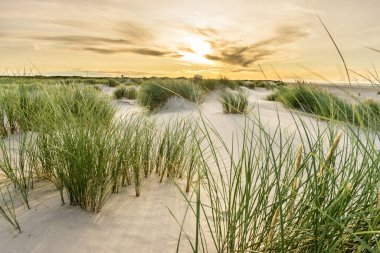 Kumsalda kum tepecikleri ve gün doğumunun yumuşak günbatımında arka ışığı olan marram otları. Skagen Nordstrand, Danimarka. Skagerrak, Kattegat.