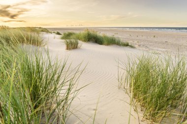 Kumsalda kum tepecikleri ve gün doğumunun yumuşak günbatımında arka ışığı olan marram otları. Skagen Nordstrand, Danimarka. Skagerrak, Kattegat.