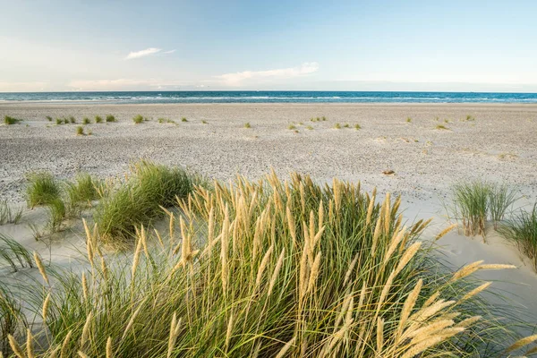 Plage avec des dunes de sable et de l'herbe de marram au lever du soleil doux lumière du coucher du soleil. Skagen Nordstrand, Danemark. Skagerrak, Kattegat. — Photo