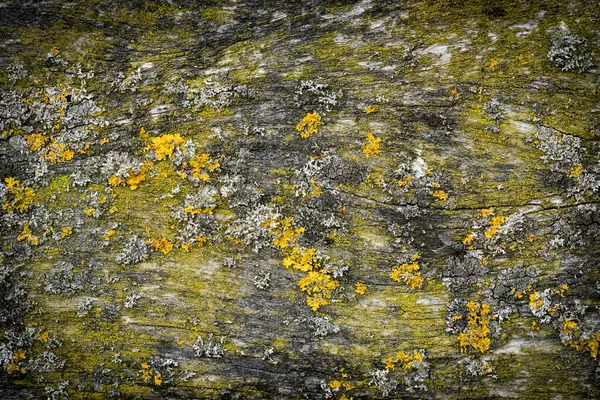 Placa de parede de madeira Fundo coberto com musgo verde e líquen amarelo. Bonita vinheta Spotlight . — Fotografia de Stock