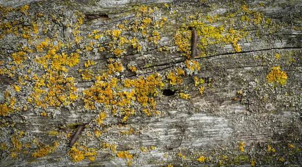 Dřevěné stěnové desky Pozadí pokryté zeleným mechem a žlutým lišejníkem. Pěkné vinětace Spotlight. — Stock fotografie