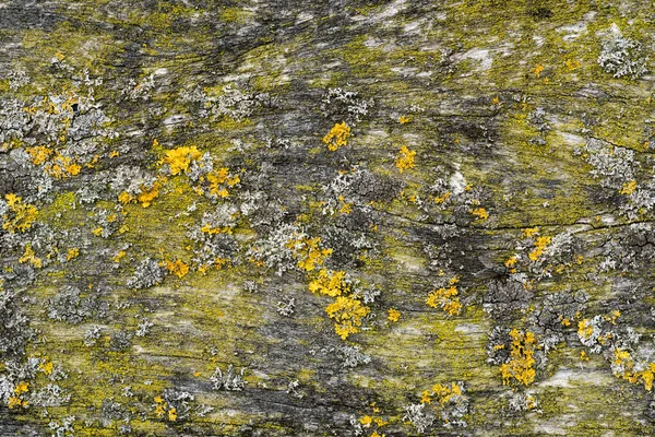 Wooden Wall Board Background covered with green moss and yellow lichen. — Stock Photo, Image