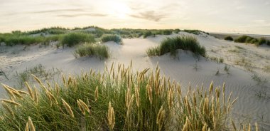Kumsalda kum tepecikleri ve gün doğumunun yumuşak günbatımında arka ışığı olan marram otları. Skagen Nordstrand, Danimarka. Skagerrak, Kattegat.
