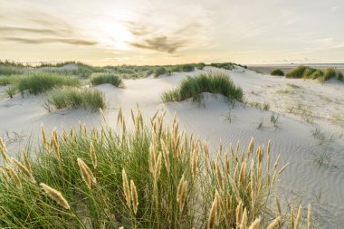 Kumsalda kum tepecikleri ve gün doğumunun yumuşak günbatımında arka ışığı olan marram otları. Skagen Nordstrand, Danimarka. Skagerrak, Kattegat.