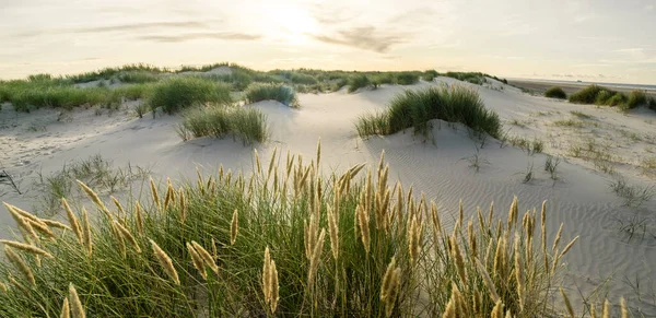 Spiaggia con dune di sabbia ed erba marram con morbida luce al tramonto. Skagen Nordstrand, Danimarca. Skagerrak, Kattegat. — Foto Stock