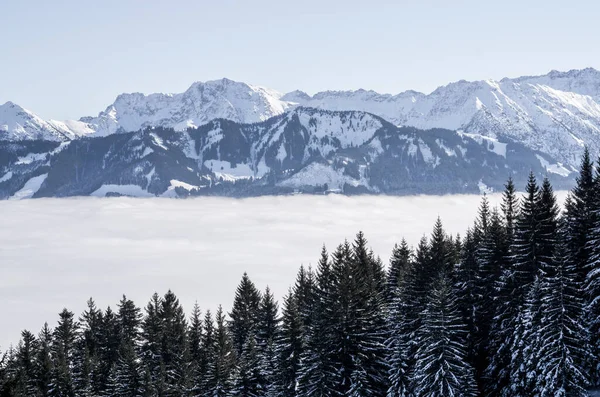 Forested mountain slope and mountain range with snow in low lying valley fog with silhouettes of evergreen conifers shrouded in mist. Scenic snowy winter landscape in Alps, Allgau, Bavaria, Germany. — Stock Photo, Image