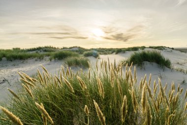Kumsalda kum tepecikleri ve gün doğumunun yumuşak günbatımında arka ışığı olan marram otları. Skagen Nordstrand, Danimarka. Skagerrak, Kattegat.