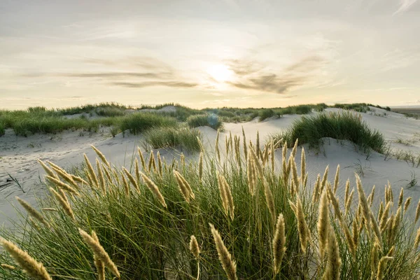 Strand met zandduinen en marram gras met zachte zonsopgang zonsondergang terug licht. Skagen Nordstrand, Denemarken. Skagerrak, Kattegat. — Stockfoto