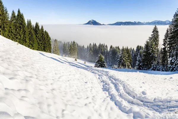 Incredibile vista invernale sulle montagne innevate sopra le nuvole di nebbia di inversione con alberi forestali. Vista mattutina sull'alba da Oftersschwanger Horn a Gruenten e le Alpi Allgauer. — Foto Stock