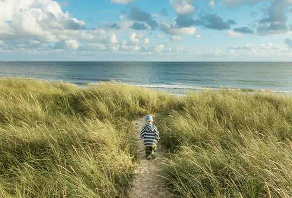 Piccolo ragazzo di 2 anni che cammina sul sentiero delle dune di sabbia con erba marram alla spiaggia oceanica. Hvidbjerg Strand, Blavand, Mare del Nord, Danimarca. — Foto Stock