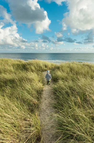 Kleiner 2-jähriger Junge, der auf einem Sanddünenweg mit Murmeltiergras zum Meeresstrand läuft. Hvidbjerg Strand, Blavand, Nordsee, Dänemark. — Stockfoto
