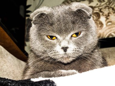 İngiliz Fold kedi yakın çekim