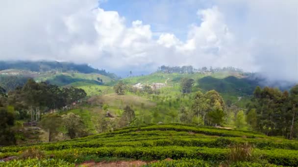 Mountains Tea Plantations Landscape Sri Lanka Timelapse — Stock Video