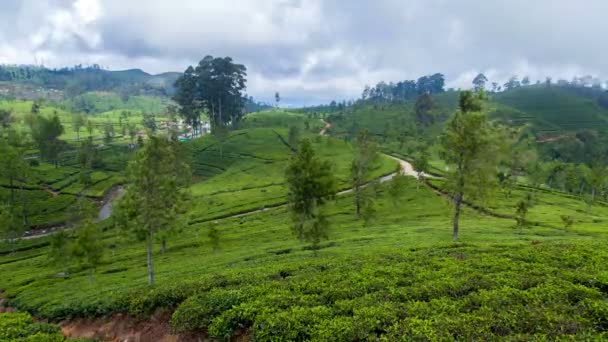 Dağlar çay tarlaları manzara, Sri Lanka timelapse — Stok video