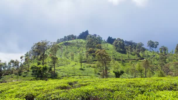 Dağlar çay tarlaları, Sri Lanka timelapse — Stok video