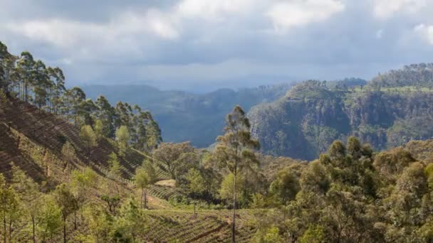 Montanhas plantações de chá paisagem, Sri Lanka timelapse — Vídeo de Stock