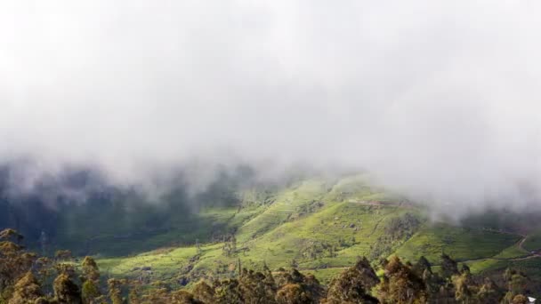 Dağ çay tarlaları bulutlar, Sri Lanka timelapse — Stok video