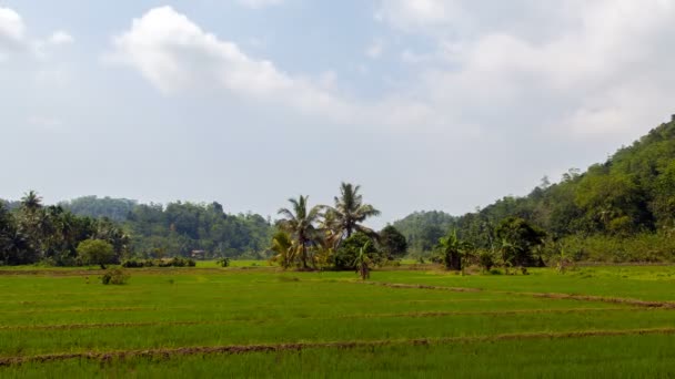 Groene rijst gebied in Sri Lanka timelapse — Stockvideo
