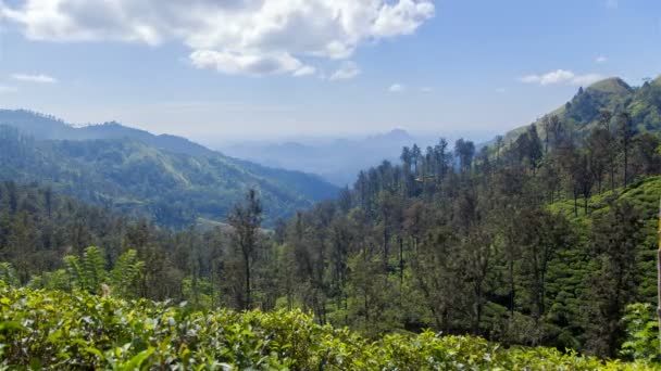 Montaña plantaciones de té paisaje Ella, Sri Lanka timelapse — Vídeos de Stock