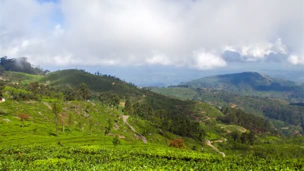 Ландшафт чайных плантаций, Шри-Ланка Timelapse — стоковое видео