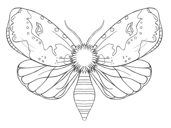 Watercolor decorative butterfly insect, drawn contour, print, black and white coloring, antistress on white background for decoration and design