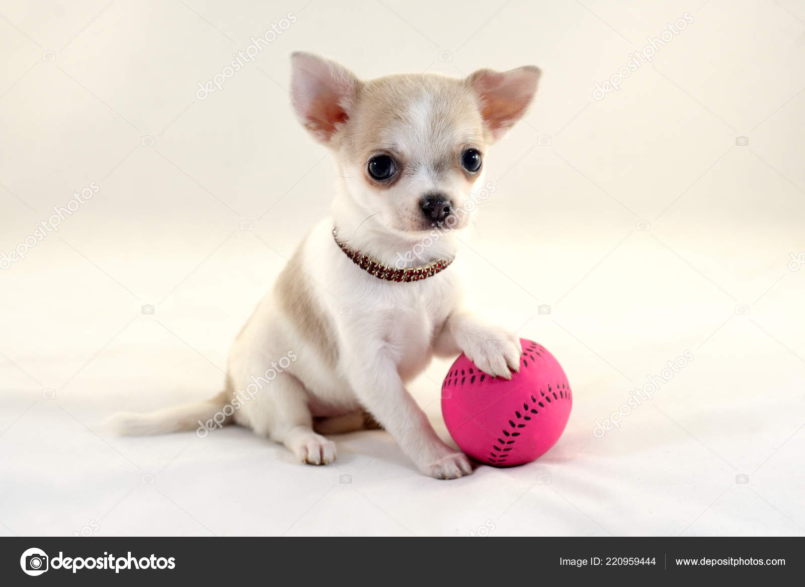 Cute Short Haired White Color Miniature Chihuahua Puppy Tennis ...