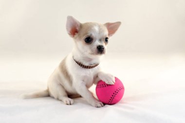 Cute short-haired white color miniature Chihuahua puppy with a tennis ball on white background. The puppy is 2 months old in the picture. clipart