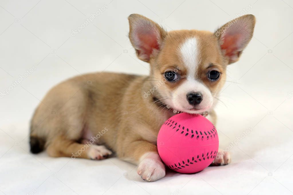 Portrait of chihuahua puppy with a pink tennis ball    
