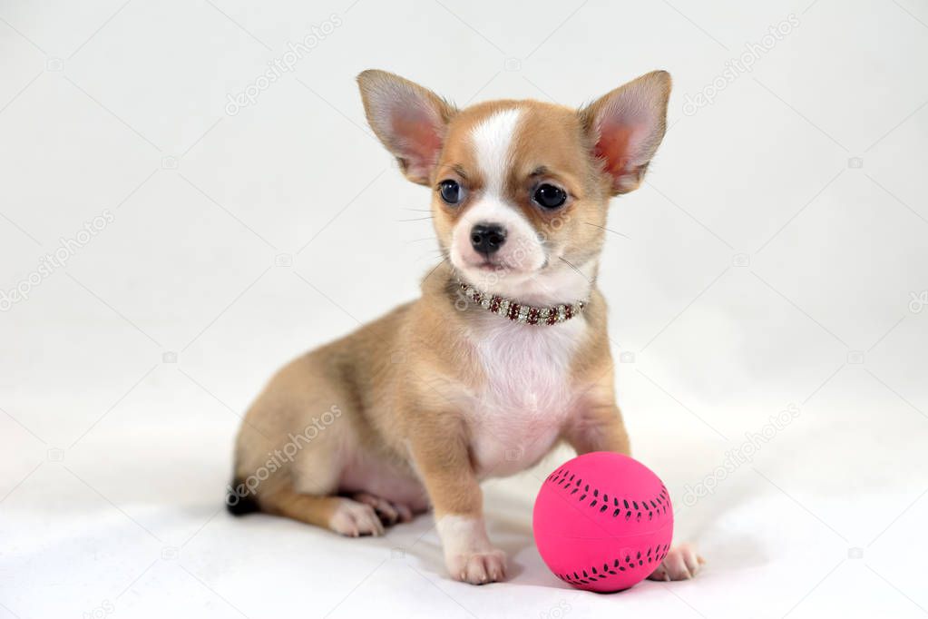 Pale short-haired Chihuahua puppy with a pink tennis ball on a white background.