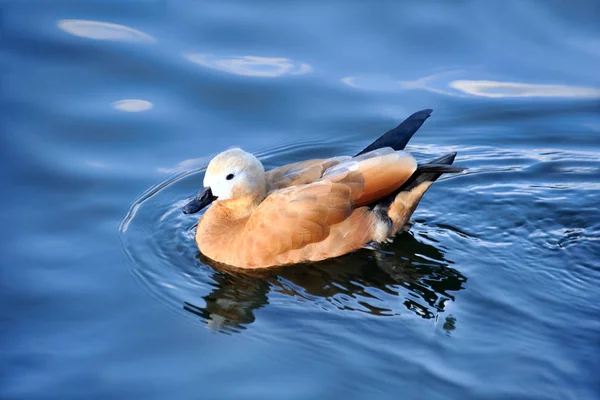 Moscú Rusia Hermosa Hembra Ruddy Shelduck Nadando Agua Bolshoy Grande —  Fotos de Stock