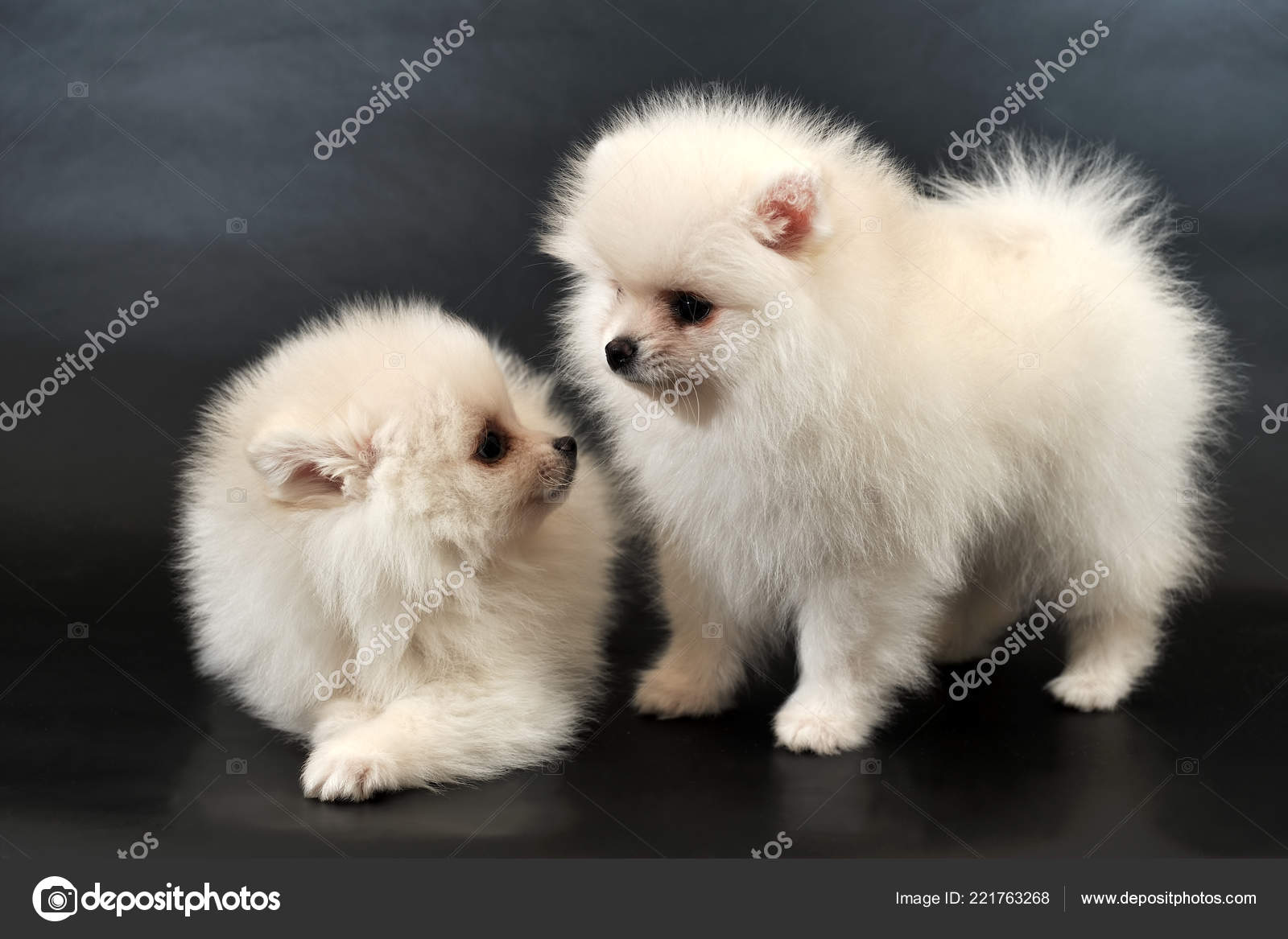 Pomeranian Japanese Spitz Black And White Images Pro Pluto Pets