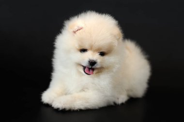 Yakışıklı uzun saçlı krem renk minyatür Almanca Spitz köpek yavrusu siyah arka plan üzerine portresi. Belgili tanımlık köpek yavrusu resmi 2,5 aylık oldu.