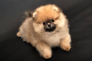 Siyah izole adam uzun saçlı kırmızı Pomeranian Spitz köpeklerine