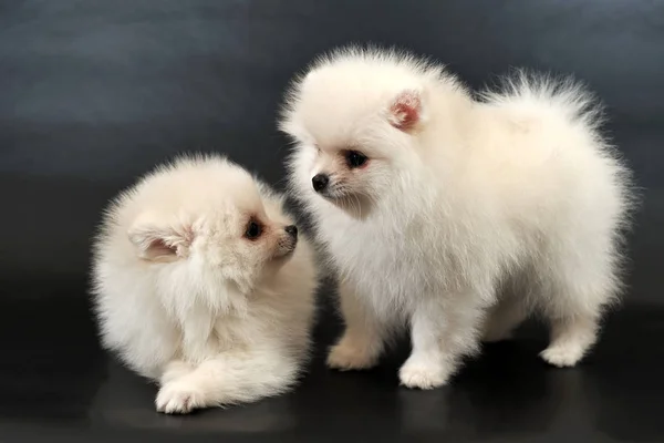 Två Långhåriga Vita Pomeranian Spitz Valpar Svart Isolerade Bak — Stockfoto