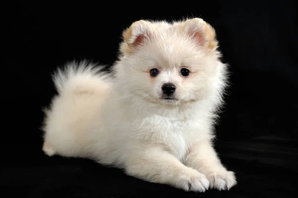 Portrait Handsome Long Haired Cream Color Miniature German Spitz Puppy — Stock Photo, Image