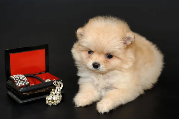 Porträtt Långhåriga Grädde Färgad Miniature Pomeranian Spitz Valp Med Låda — Stockfoto