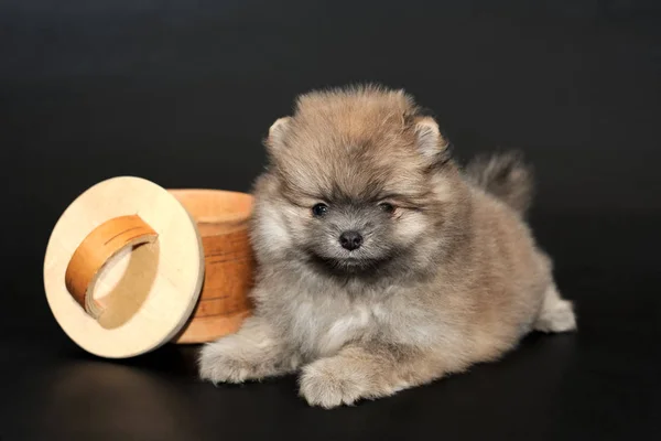 Porträtt Stiliga Långhåriga Grädde Färg Miniatyr Tysk Spitz Valp Svart — Stockfoto